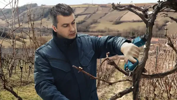 BOSCH Aku set vrtne makaze za orezivanje grana + 2x baterija i punjač Pro Pruner Professional - Image 11